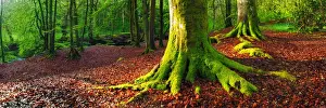 Lush Prints: Landscape photo of moss covered Birch trees in a forest of Scotland at sunrise