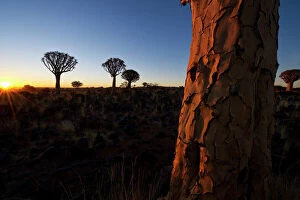 Images Dated 16th December 2009: Landscape photo of the Quiver Tree Forest at Sunset, Keetmanshoop, Namibia