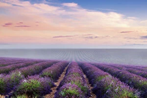 In A Row Gallery: Landscape: scenic lavender field in Provence, France