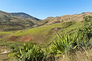 Terrace Landscape Prints: Landscape, steep terraced rice fields paddies of the Betsileo people