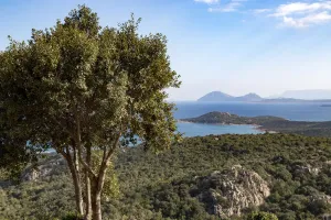 Prints of The Costa Smeralda (Sardinian, Montes de Mola) is a coastal area and tourist destination in northern Sardinia, Italy, with a length of some 20 km Sardinia (Italian Sardegna) Island Prints: Landscape with tree and Mediterranean sea coastline in background