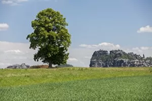 Images Dated 26th May 2012: Landscape with a tree near the Schrammsteine rock group, Elbe Sandstone Mountains, Saxony