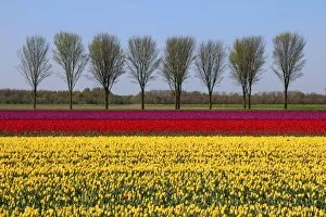 Images Dated 16th April 2014: Landscape with tulips