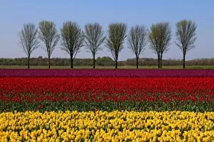 Images Dated 16th April 2014: Landscape with tulips in spring, Netherlands
