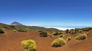 Landscape with vegetation typical of the Parque Nacional de las Canadas del Teide, Teide National Park