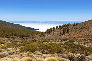Landscape with vegetation typical of the Parque Nacional de las Canadas del Teide, Teide National Park, UNESCO World Natural Heritage Site, with views towards the Atlantic Ocean, Las Llanadas, Palo Blanco, Tenerife, Canary Islands, Spain