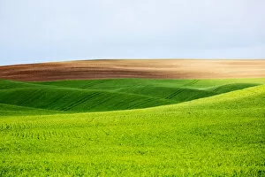 Landscape with wheat and fallow fields of Palouse region, Washington State, USA