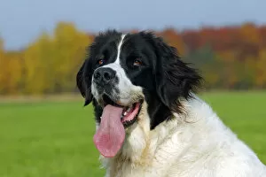 Images Dated 30th October 2011: Landseer Dog -Canis lupus familiaris-, portrait