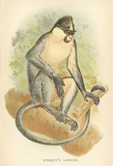 Images Dated 9th October 2017: Langur primate 1894