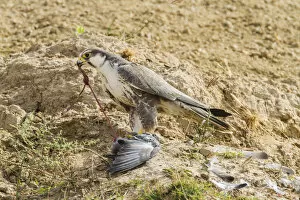 Diurnal Bird Of Prey Gallery: Lanner Falcon -Falco biarmicus-, Chambal River, Rajasthan, India
