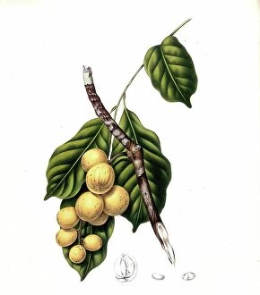 Drawing Collection: Lansium parasiticum (Lansium domesticum), is a species of plant from the mahogany family, Meliaceae