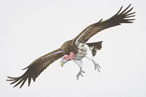 Scavenging Prints: Lappet-faced or Nubian Vulture (Aegypius tracheliotus), brown wings spread in flight