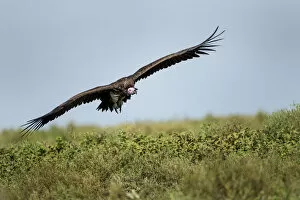 Images Dated 4th March 2012: Lappet-faced Vulture, Ngorongoro, Tanzania