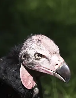 Vulture Prints: Lappet-faced Vulture or Nubian Vulture -Aegypius tracheliotus, Torgos tracheliotus-