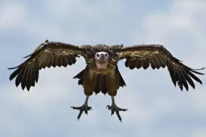 Arrival Collection: Lappet-faced Vulture (Torgos tracheliotos), Kenya