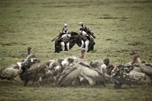 Images Dated 30th January 2011: Lappet-faced Vultures -Aegypius tracheliotus, Torgos tracheliotus-, Serengeti, Tanzania, Africa