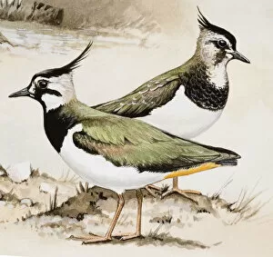 Lapwing (Vanellus vanellus), male and female, side view