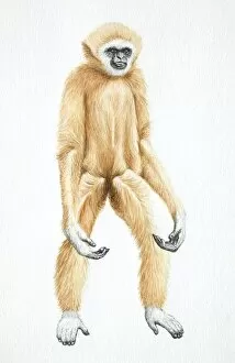 Images Dated 30th March 2006: Lar Gibbon, Hylobates lar, standing with its arms hanging, front view