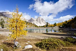 Images Dated 11th October 2009: Larch tree in autumnal colours at Schottersee Lake, Mt Pareispitze or Col Bechei at back
