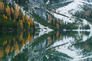 Larch trees with autumnal discolouring, reflections in Pragser Wildsee or Lake Prags, Dolomites, South Tyrol, Italy