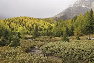 Larch Valley