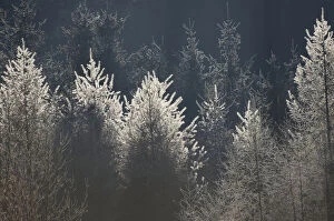 Images Dated 19th November 2011: Larches with hoarfrost, backlit, Bavarian State Forest near Raubling, Bavaria, Germany, Europe