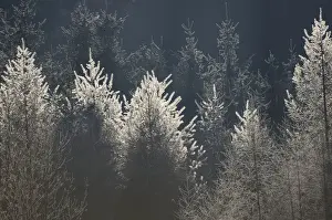 Hoarfrost Prints: Larches with hoarfrost, backlit