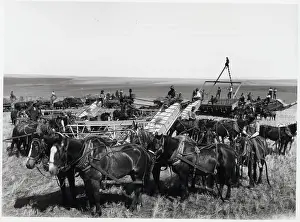 Wheat Prints: Large Array Of Harvesting Equip.; Horses