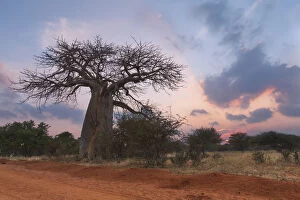 Images Dated 7th July 2015: Large baobab tree without leaves at sunrise with clear sky - Tzaneen, South Africa