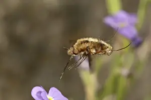 True Fly Prints: Large bee fly -Bombylius major- approaching an aubrieta -Aubrieta