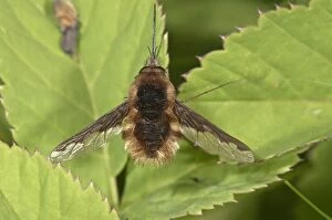 Large bee fly -Bombylius major- basking, Untergroeningen, Baden-Wuerttemberg, Germany, Europe