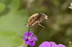 Large bee fly -Bombylius major- sucking nectar from an aubrieta -Aubrieta- Untergroeningen, Baden-Wuerttemberg, Germany