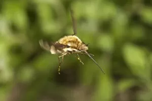 Large bee fly -Bombylius major-, Untergroeningen, Baden-Wuerttemberg, Germany, Europe