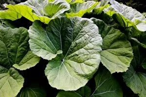 Large Butterbur -Petasitidis folium- leaves in the Wutach Gorge, Black Forest, Baden-Wuerttemberg, Germany, Europe