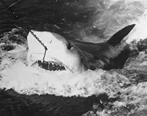 Large Captured Shark Hooked by the Mouth