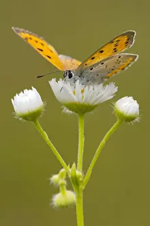 Spreading Out Prints: Large Copper -Lycaena dispar-, Burgenland, Austria