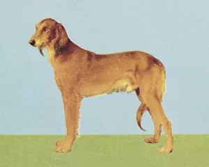 Large Dog
