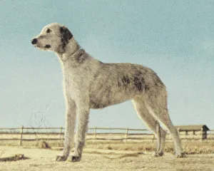 Blue Background Gallery: Large Dog