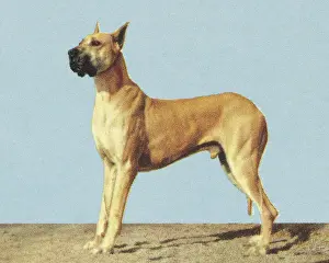 Best In Show Prints: Large Dog
