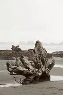 Misty Gallery: A Large Drift Log Sits On Chestermans Beach Near Tofino