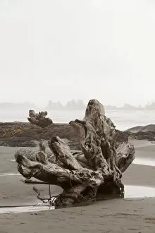 Haze Gallery: A Large Drift Log Sits On Chestermans Beach Near Tofino; British Columbia Canada