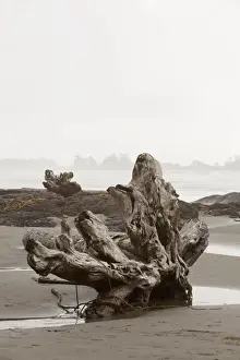 Puddle Prints: A Large Drift Log Sits On Chestermans Beach Near Tofino