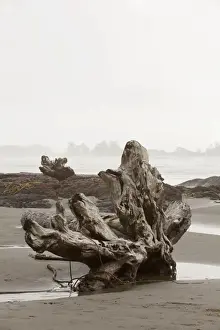 Prints of A Large Drift Log Sits On Chestermans Beach Near Tofino; British Columbia Canada UNESCO World Heritage Prints: A Large Drift Log Sits On Chestermans Beach Near Tofino; British Columbia Canada