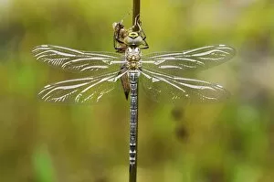 Images Dated 29th July 2011: Large Emperor Dragonfly -Anax imperator-, freshly hatched, still drying and not fully coloured