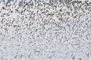 Large flock of birds, Golden Plovers -Pluvialis apricaria-, Fehmarn Island, Schleswig-Holstein, Germany