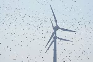 Images Dated 1st October 2012: Large flock of birds in front of wind turbines, Fehmarn Island, Schleswig-Holstein, Germany