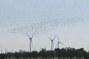 Large flock of birds in front of wind turbines, Fehmarn Island, Schleswig-Holstein, Germany