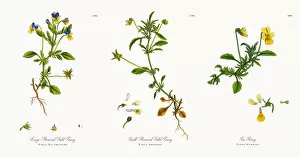 Images Dated 21st November 2017: Large-Flowered Field Pansy, Viola Eu-tricolor, Victorian Botanical Illustration, 1863
