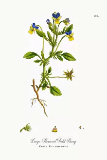 Images Dated 30th September 2017: Large-Flowered Field Pansy, Viola Eu-tricolor, Victorian Botanical Illustration, 1863