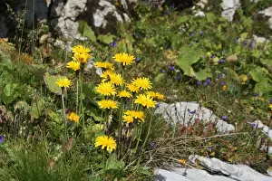 Swiss Prints: Large-flowered Leopard s-bane (Doronicum grandiflorum), Toggenburg, Switzerland, Europe